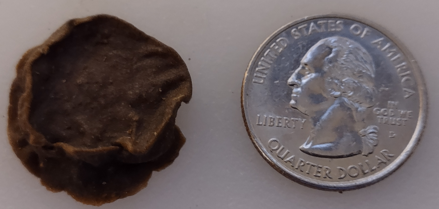 Wolf Daddy's Beef Liver Small Bites